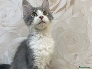 Mixed Breed cats Pedigree Maine coon X Pedigree ragdoll kittens - Advert 2