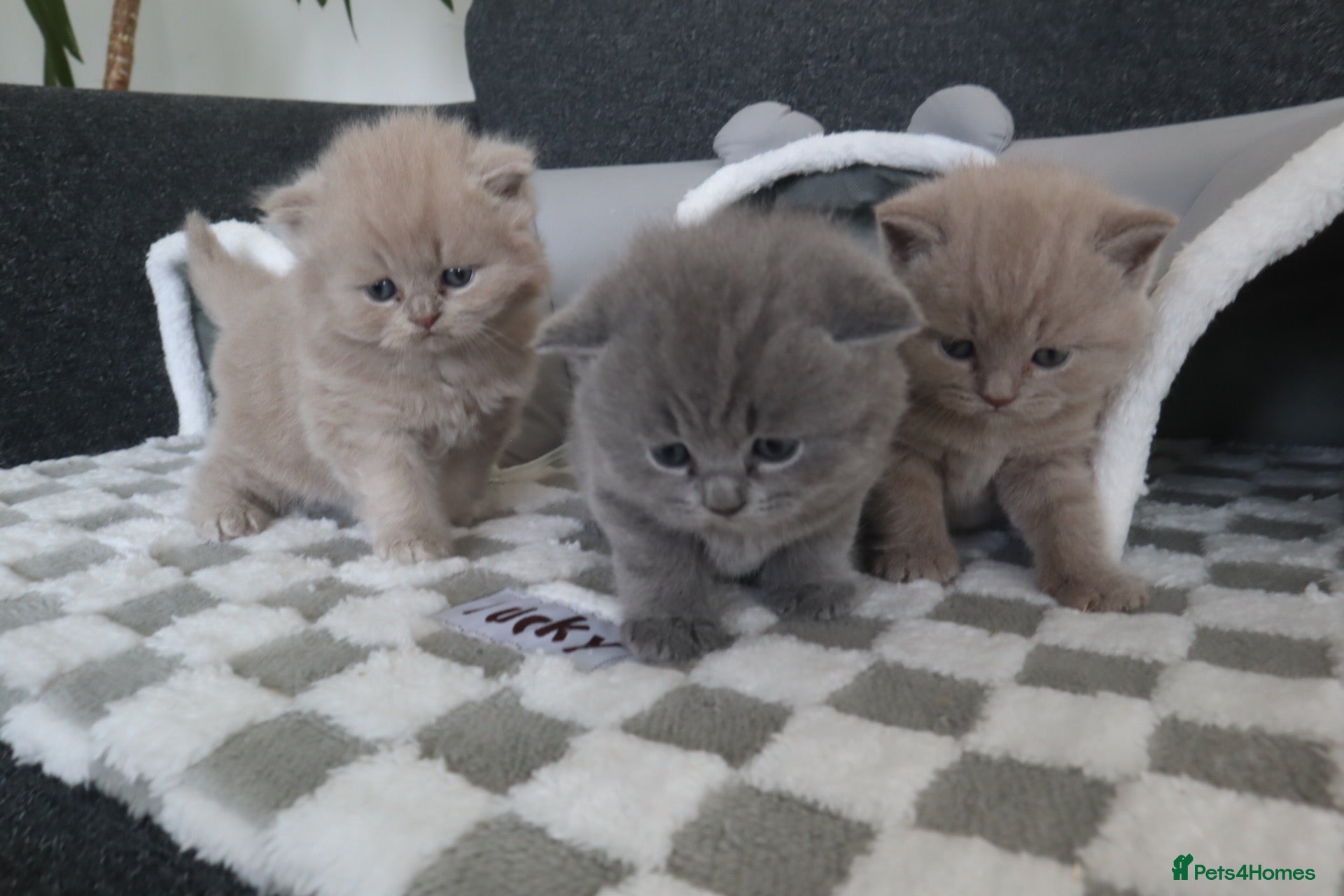 British Shorthair cats Meet the boys, Tuko, Rio & blu - Advert 3