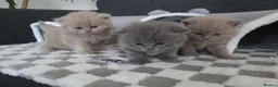 British Shorthair cats for sale: Meet the boys, Tuko, Rio & blu - Advert 1