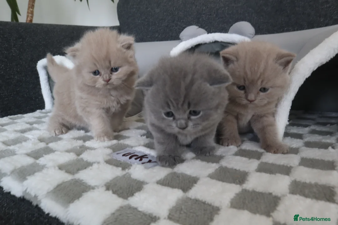 British Shorthair cats for sale: Meet the boys, Tuko, Rio & blu - Advert 1