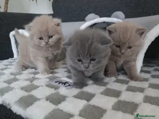 British Shorthair cats Meet the boys, Tuko, Rio & blu (All males) - Advert 1