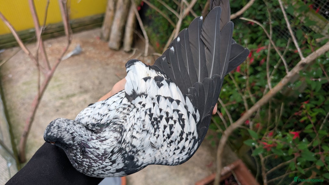 Pigeons birds for sale: Starling pigeon cock - Image 2