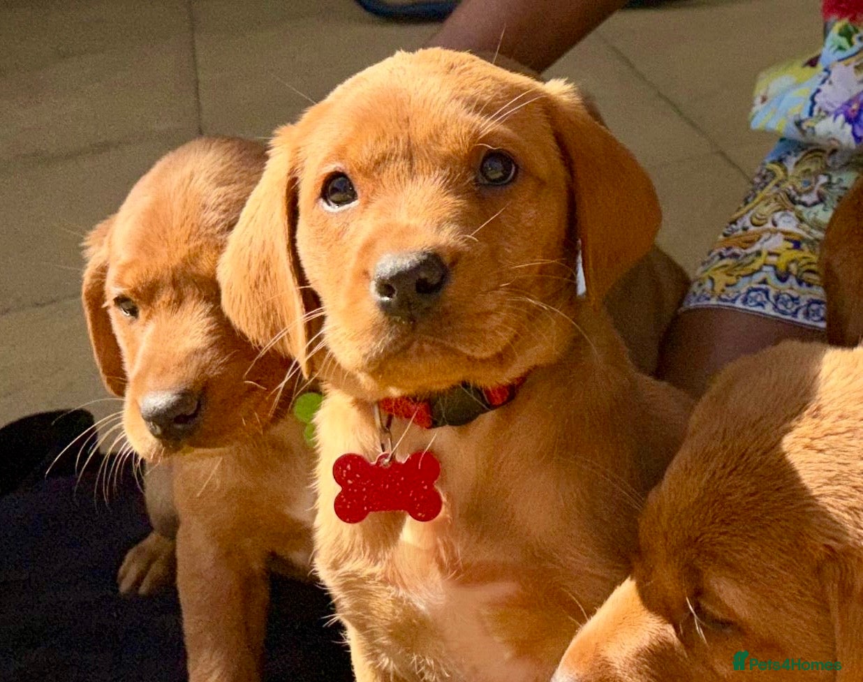 Labrador Retriever dogs KC FOX RED LABRADOR CHUNKY PUPS 1 GIRL , 1 BOY - Advert 13