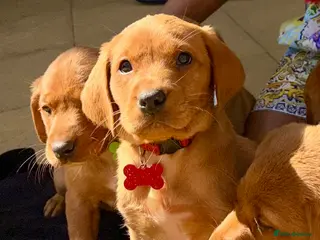 Labrador Retriever dogs KC FOX RED LABRADOR CHUNKY PUPS 1 GIRL , 1 BOY - Advert 1