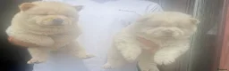 Chow Chow dogs for sale: Beautiful Kc registered chow chow puppies - Advert 6