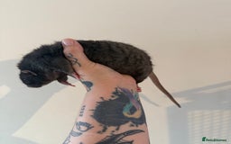 Rat rodents for sale: 3 male rats and massive amount of accessories  - Image 23