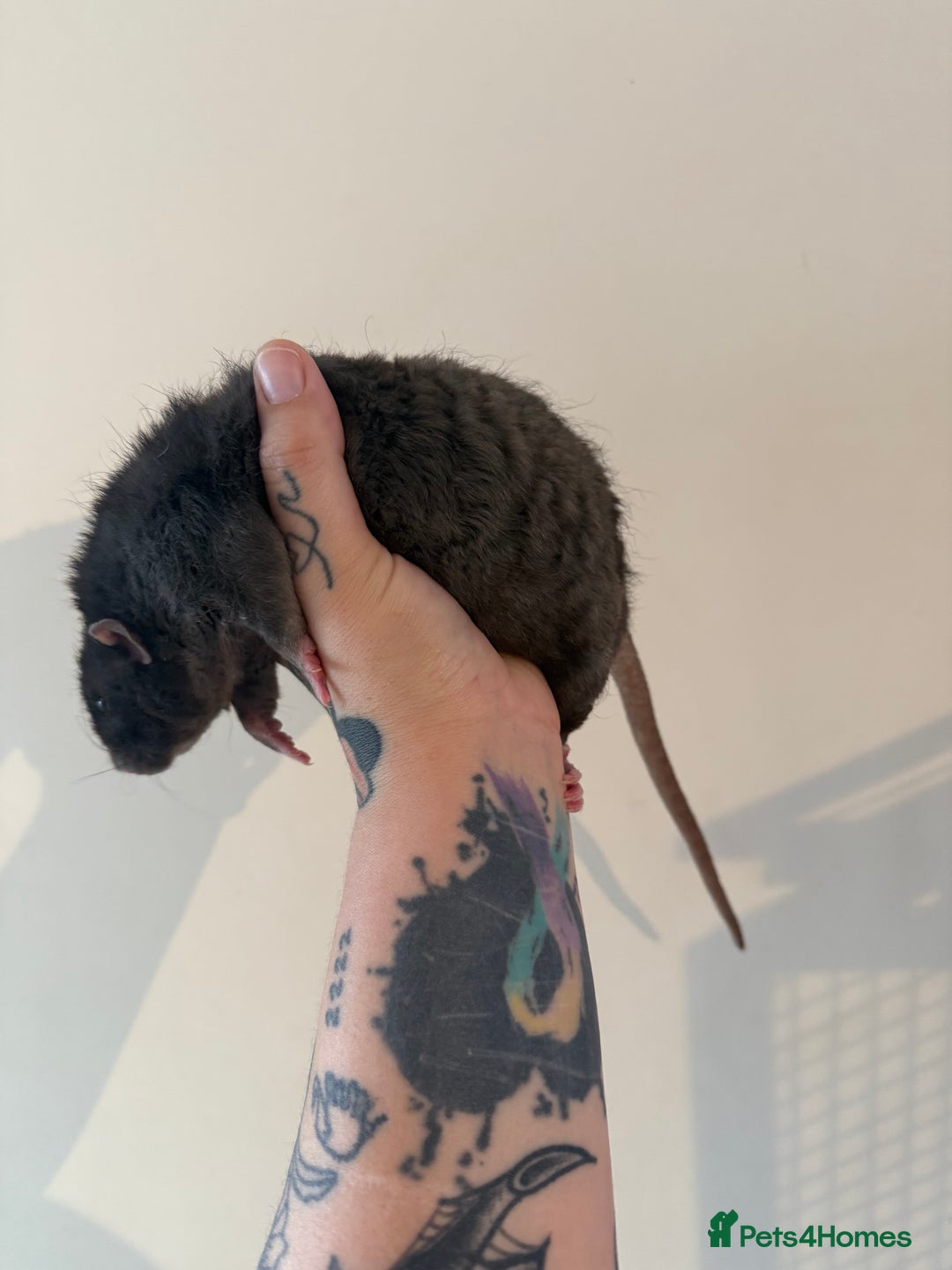 Rat rodents for sale: 3 male rats and massive amount of accessories  - Image 23