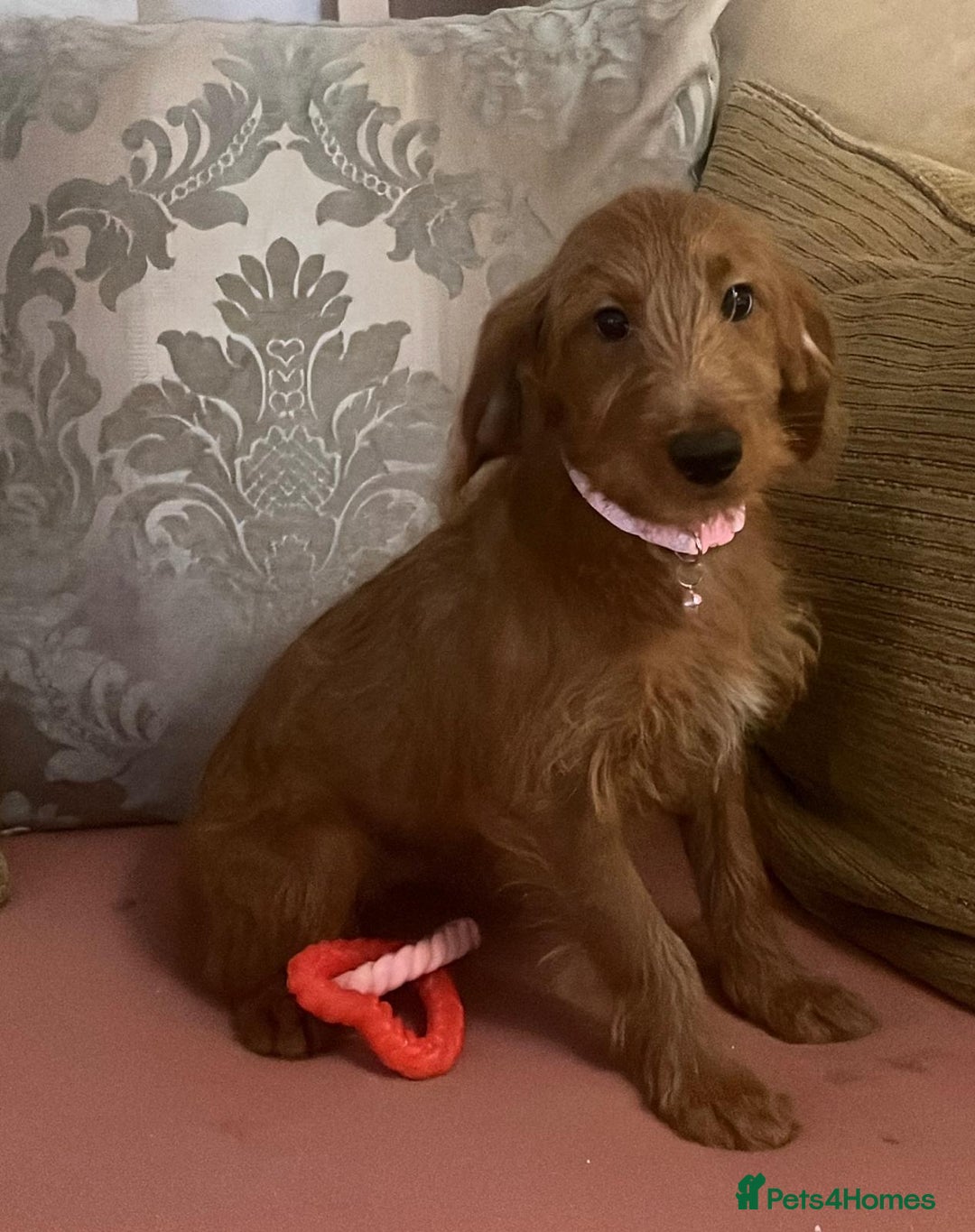 Labradoodle dogs for sale: Absolutely beautiful Labradoodles - Advert 28