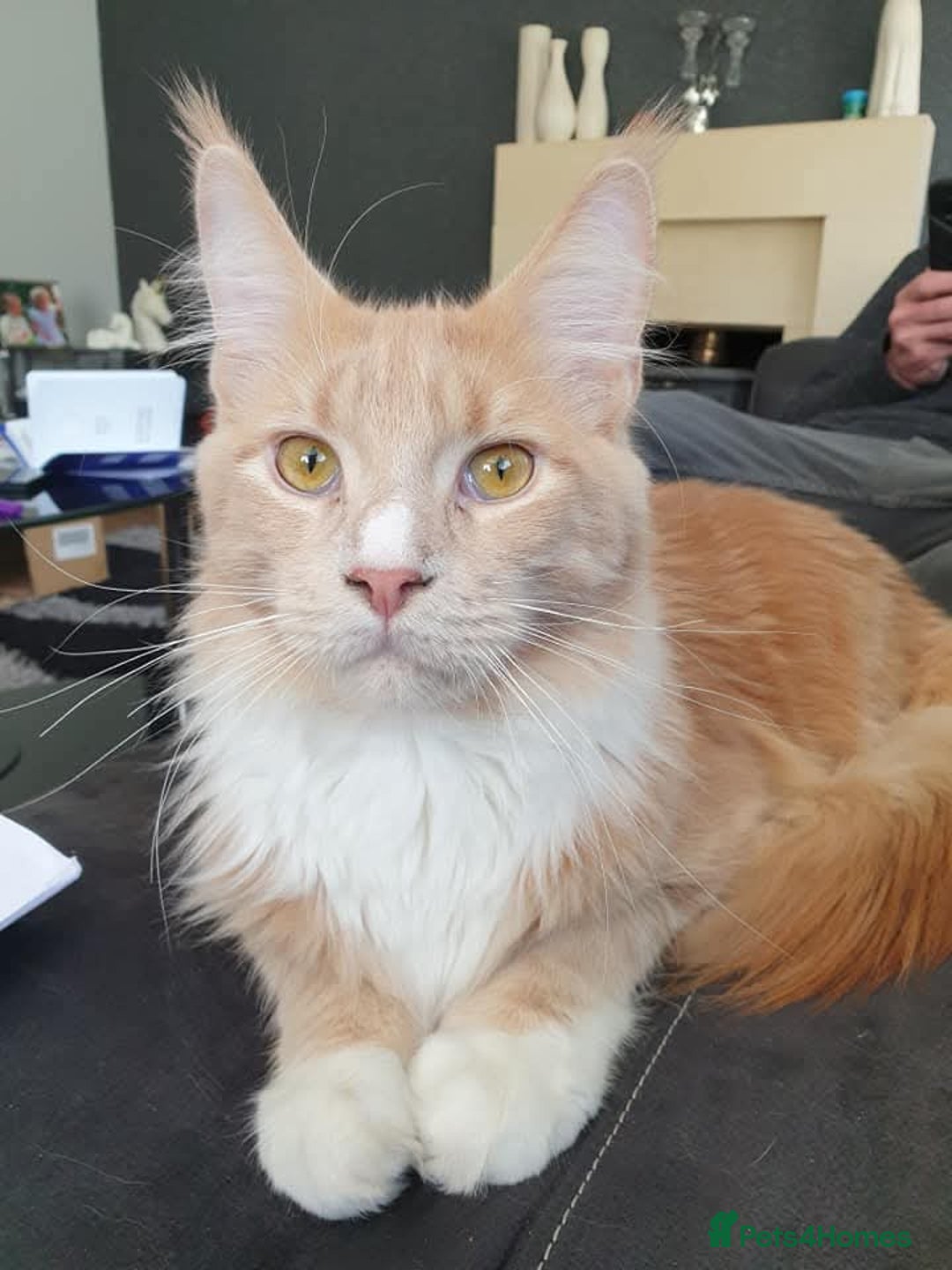 Maine Coon cats for sale: Maincoon ex stud farm cat  - Advert 2