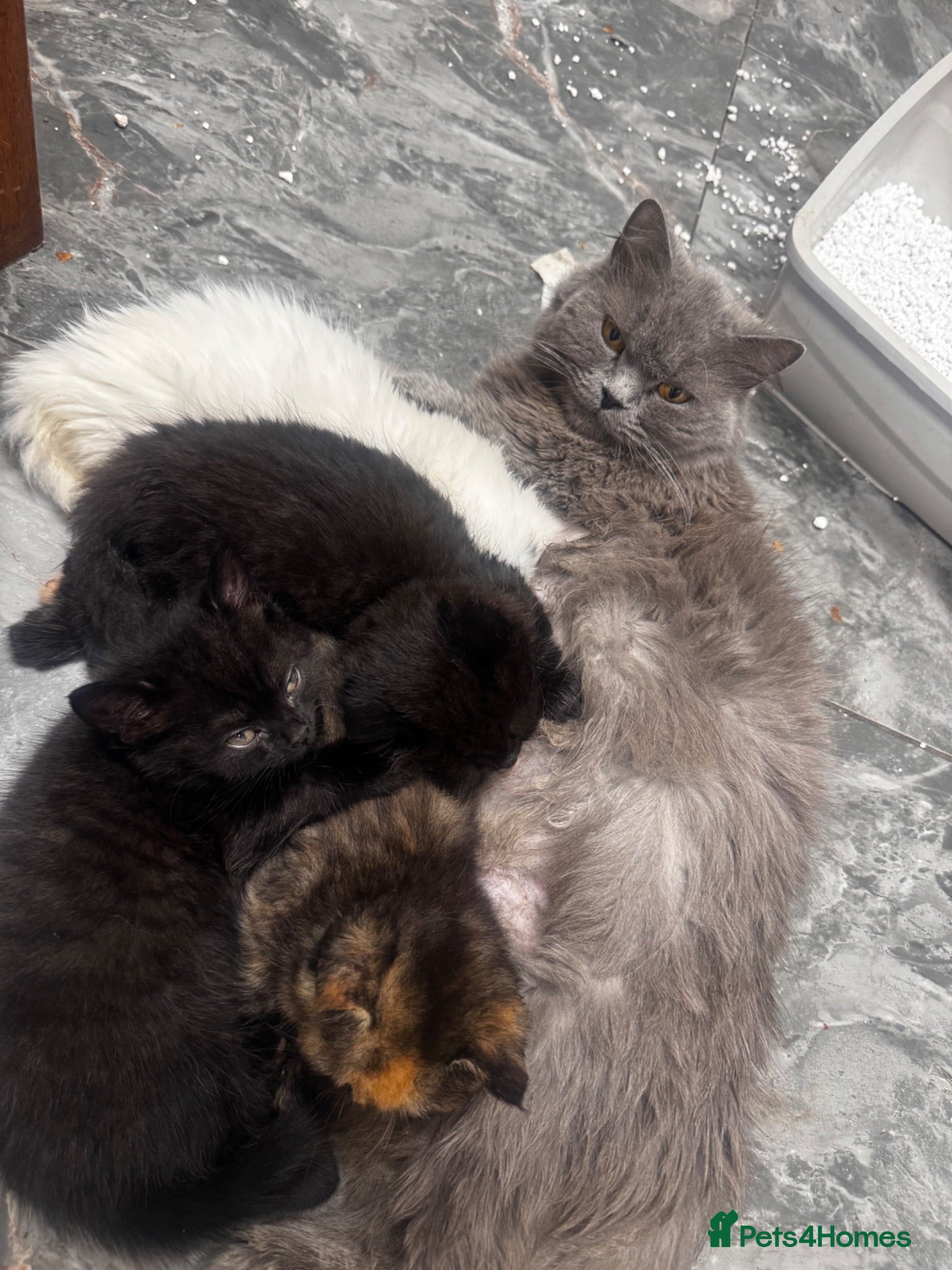 Scottish Fold cats Scottish fold Turkish angora  - Advert 1