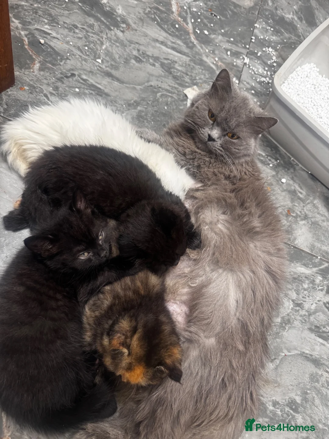 Scottish Fold cats for sale: Scottish fold Turkish angora  - Advert 1