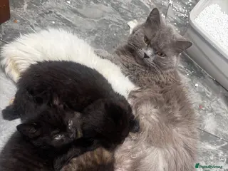 Scottish Fold cats Scottish fold Turkish angora - Advert 3