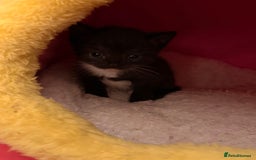Domestic Shorthair cats for sale: 3 kittens for sale  - Image 5