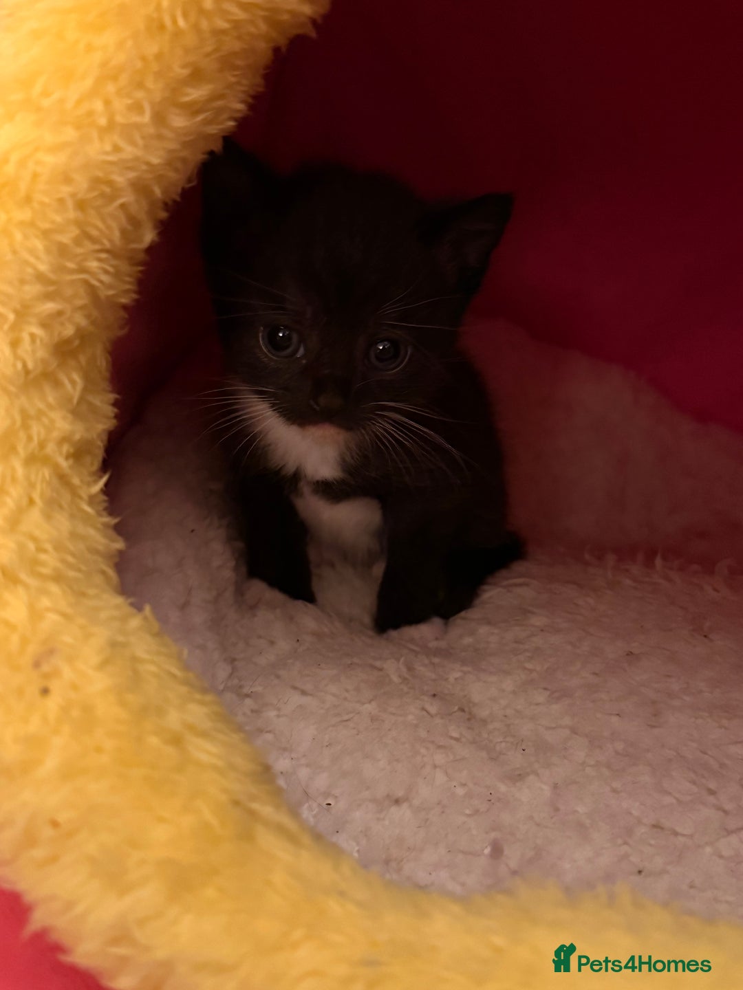 Domestic Shorthair cats for sale: 3 kittens for sale  - Image 5