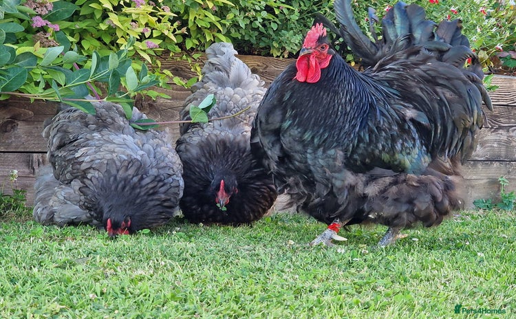 Chickens poultry - Advert 1