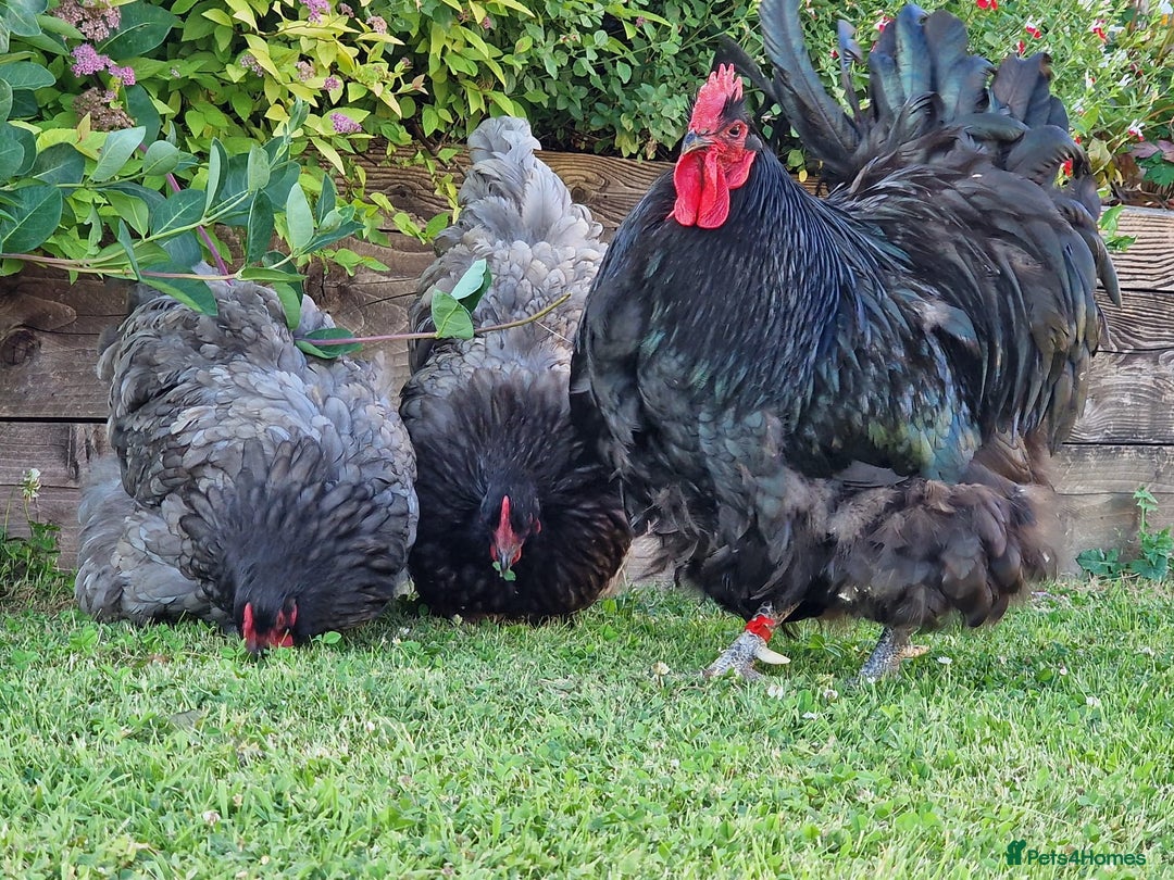 Chickens poultry for sale: Orpington Groups available - Image 1