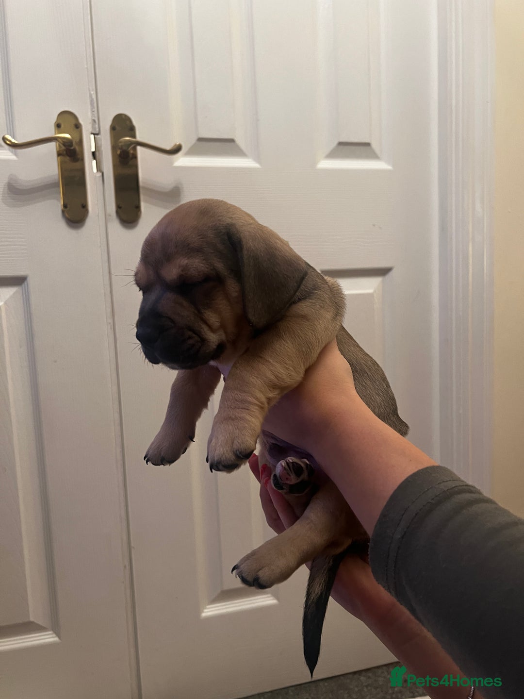 Mixed Breed dogs for sale:  Last 2 girls READY NOW! Rare English Bulldach - Advert 27