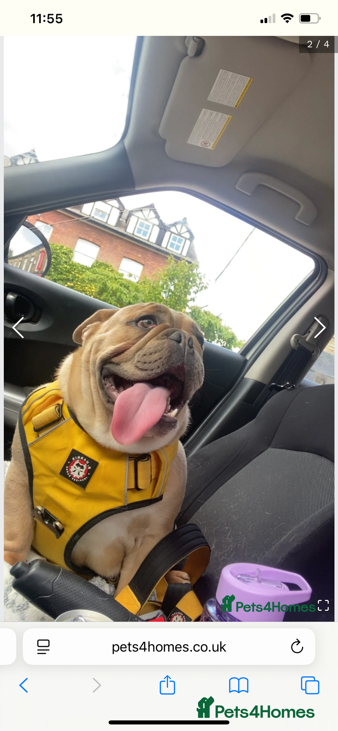 English Bulldog dogs for sale: Female British bulldog  - Image 4