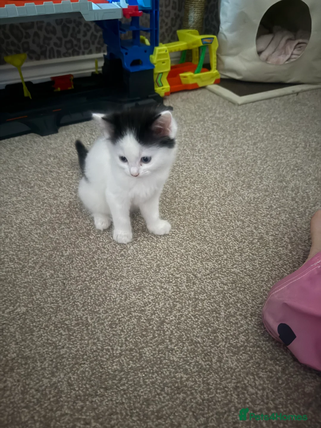 Mixed Breed cats for sale: Kittens for sale - Advert 6