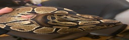 Python Snake reptiles for sale: Female Royal python  - Advert 6