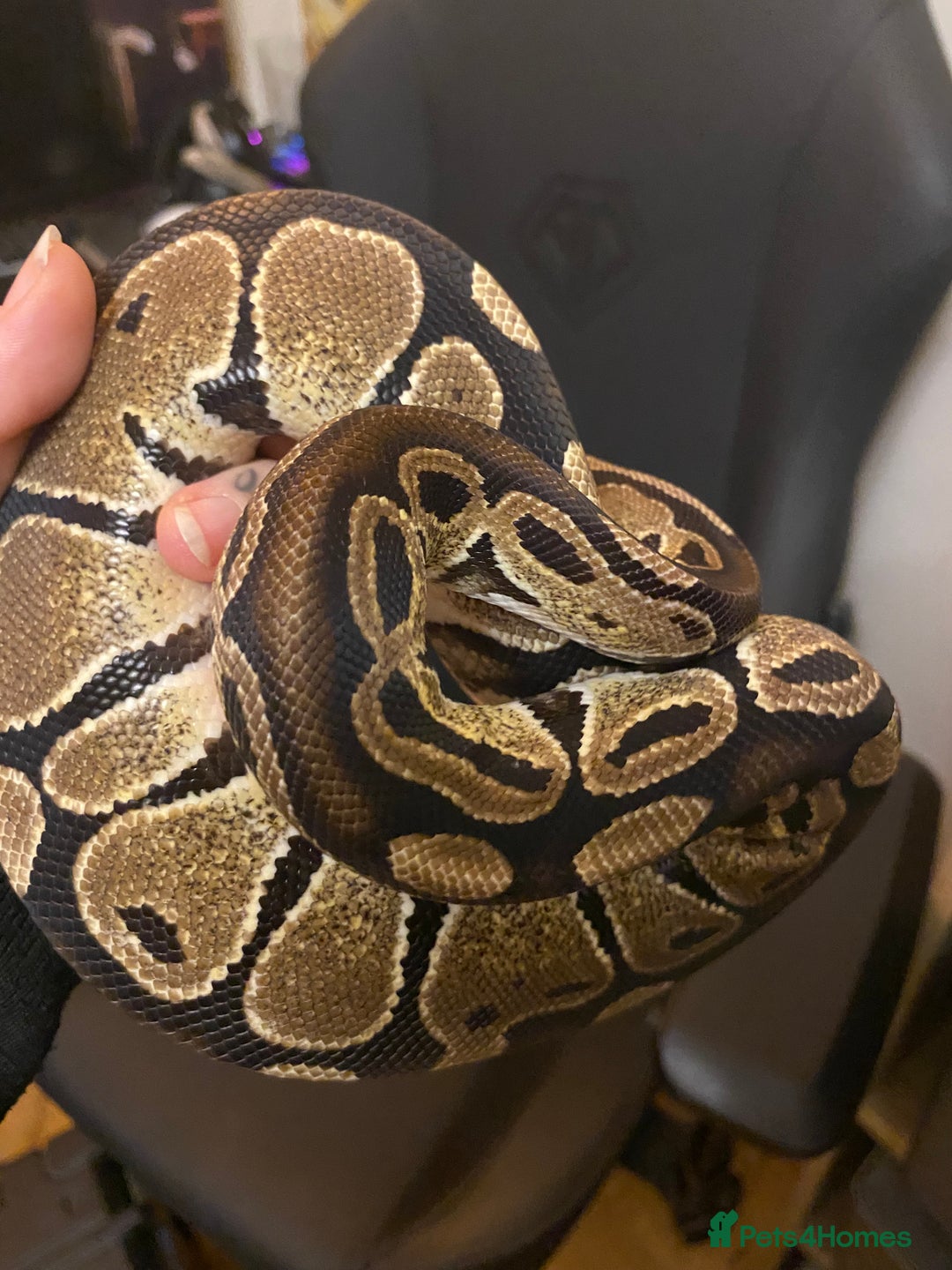 Python Snake reptiles for sale: Female Royal python  - Advert 6