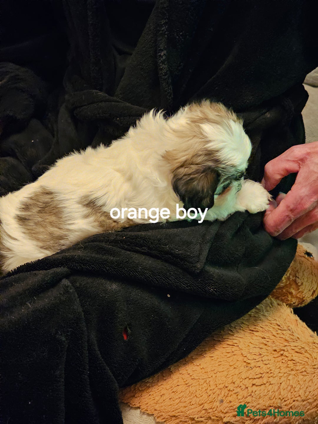 Malshi dogs for sale: GORGEOUS MALSHI PUPPIES AVAILABLE - Advert 2