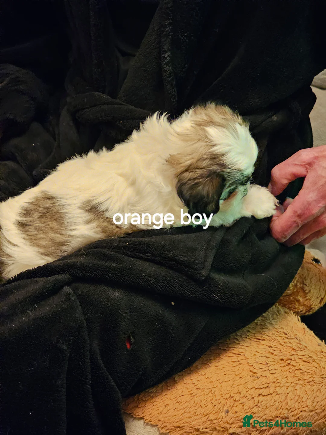 Malshi dogs for sale: GORGEOUS MALSHI PUPPIES AVAILABLE - Advert 14