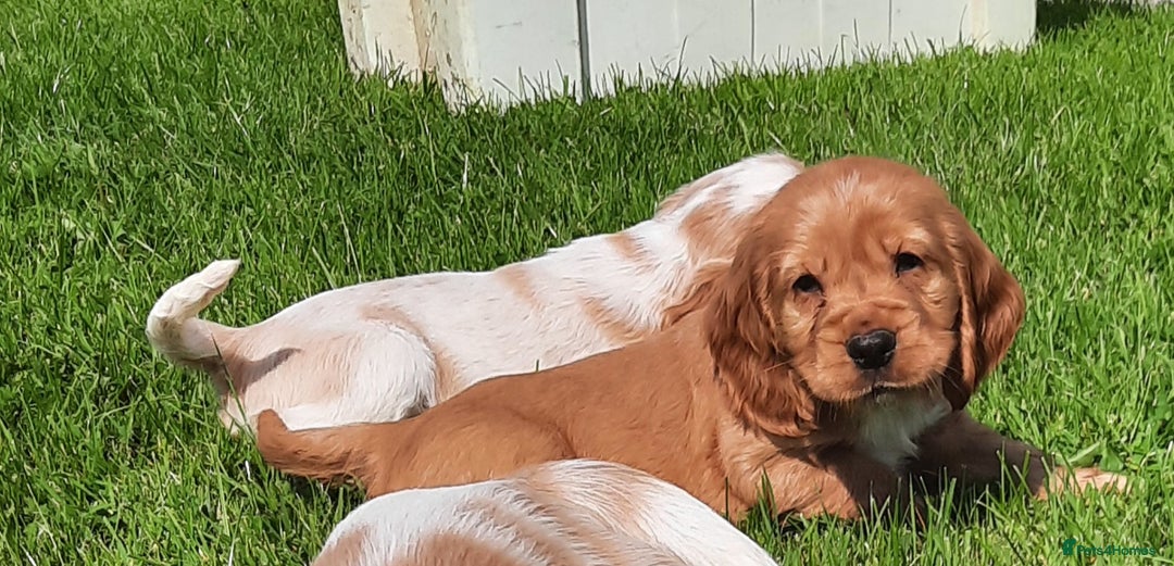 Cocker Spaniel dogs for sale: Cocker spaniel puppies  - Image 6