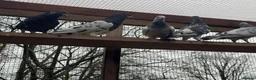 Pigeons birds for sale: Pakistani high flyers for sale  - Advert 3
