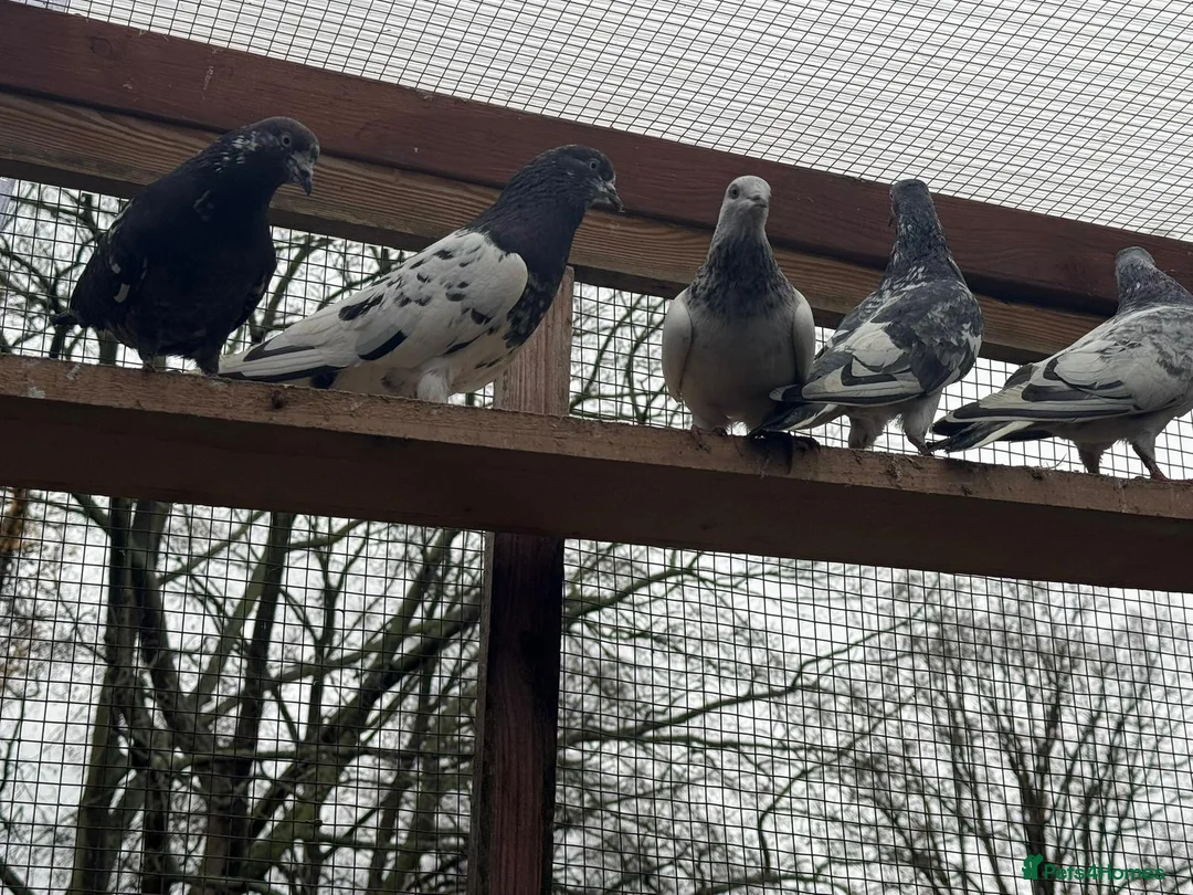Pigeons birds for sale: Pakistani high flyers for sale  - Advert 3