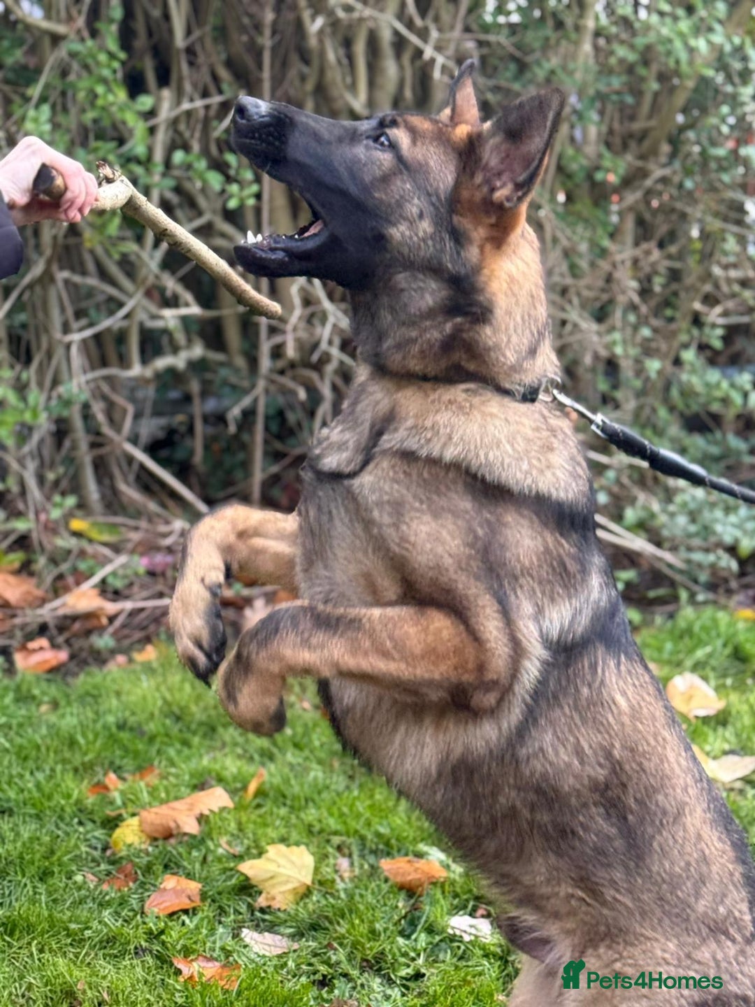 German Shepherd dogs for sale: Beautiful big German shepherd looking for a home - Advert 6