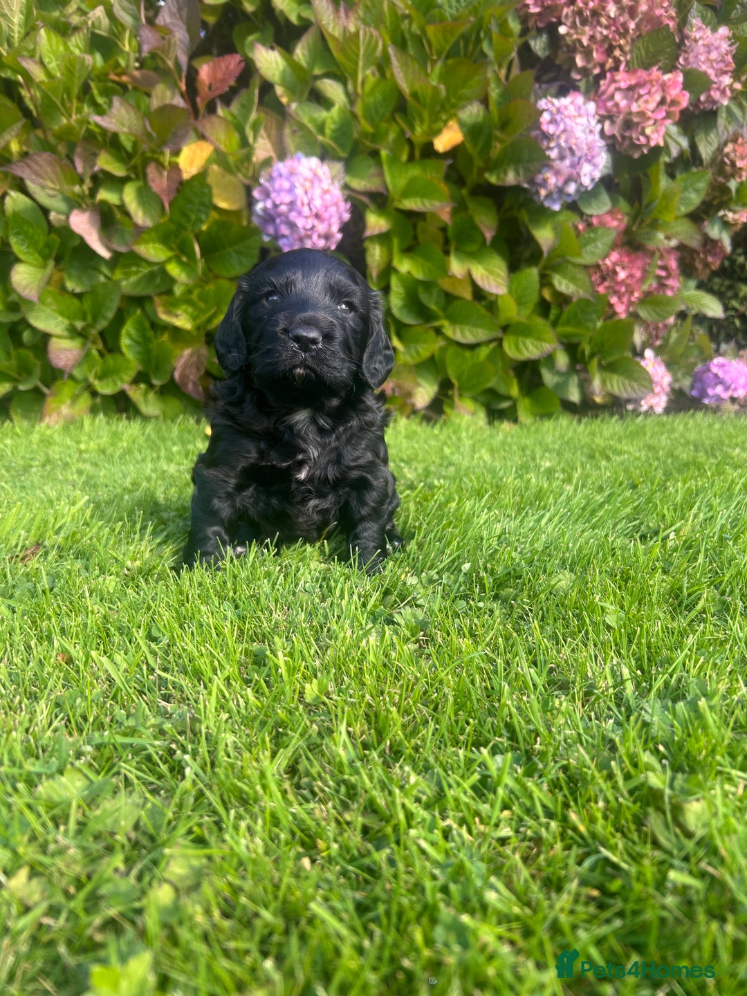 Cocker Spaniel dogs for sale: Working cocker spaniel - Image 1