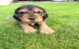 Cocker Spaniel dogs for sale: Adorable Sable Cocker Spaniel Puppies  - Image 9