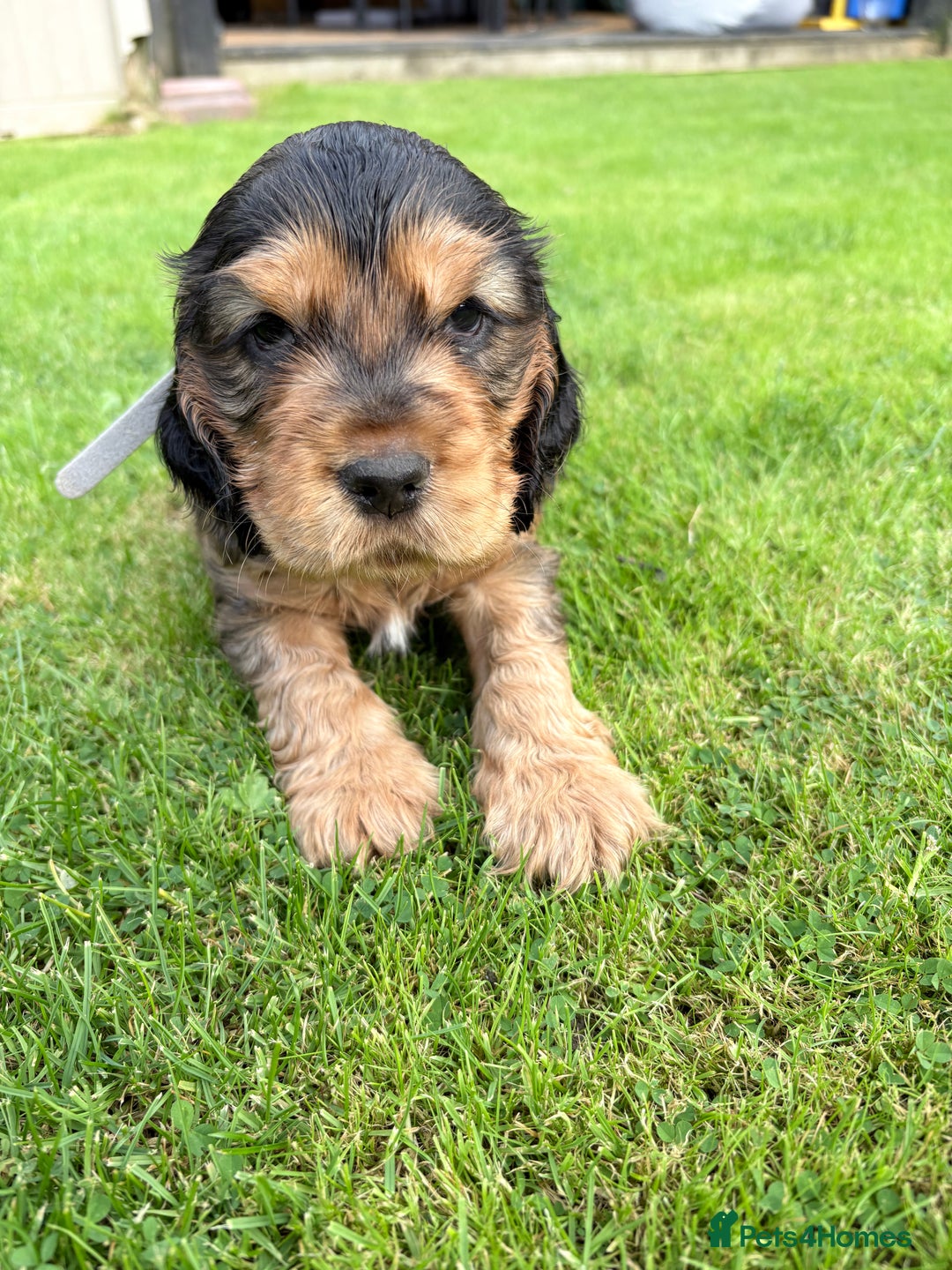 Cocker Spaniel dogs for sale: Adorable Sable Cocker Spaniel Puppies  - Image 9