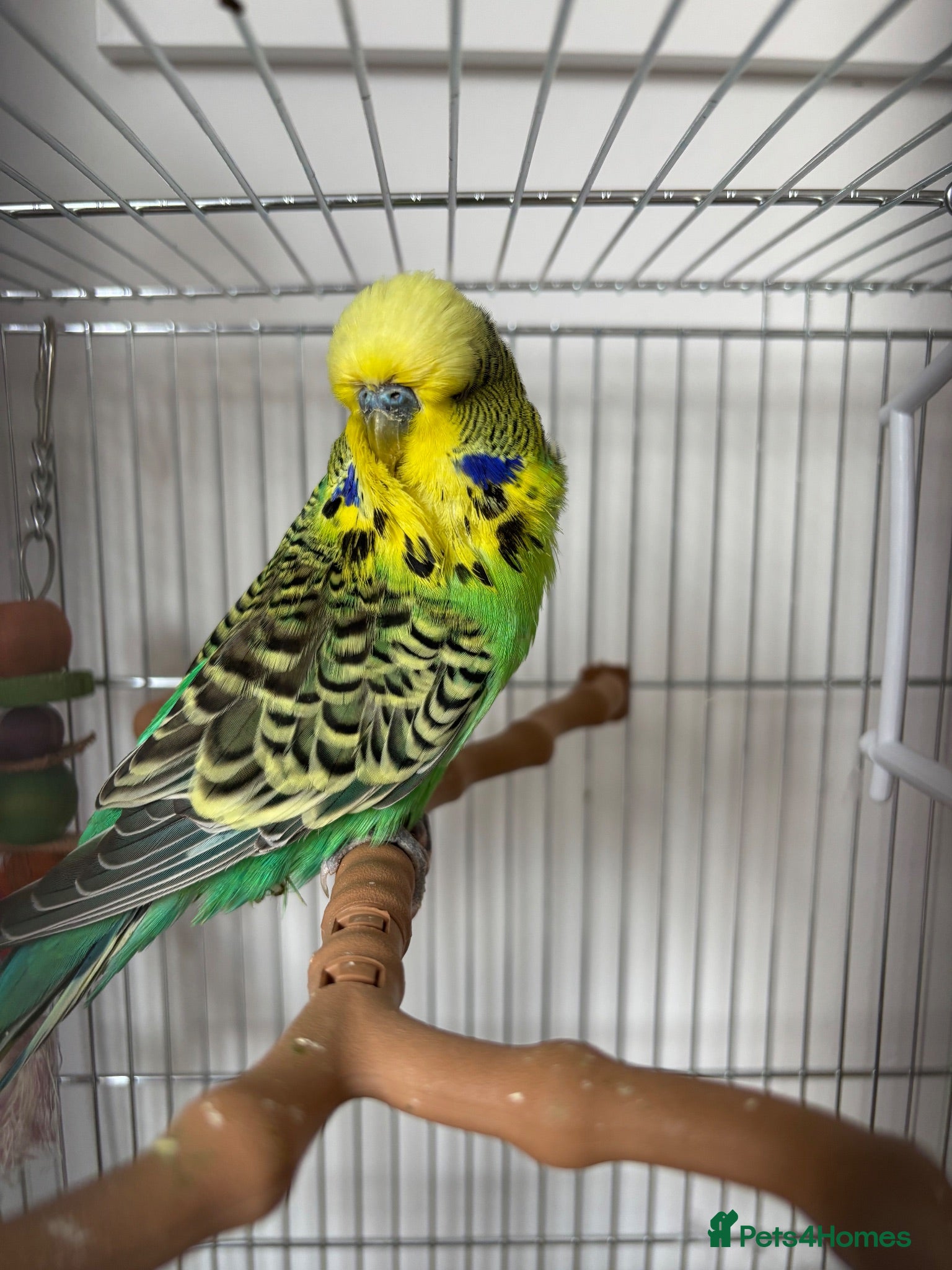 Budgerigars birds Budgie and Cage for sale  - Advert 1
