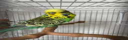 Budgerigars birds for sale: Budgie and Cage for sale  in Immingham - Advert 1