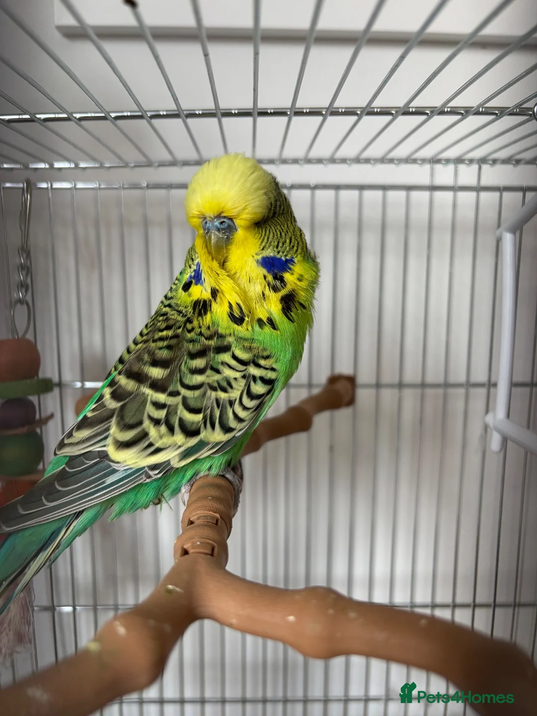 Budgerigars birds for sale: Budgie and Cage for sale  in Immingham - Advert 1
