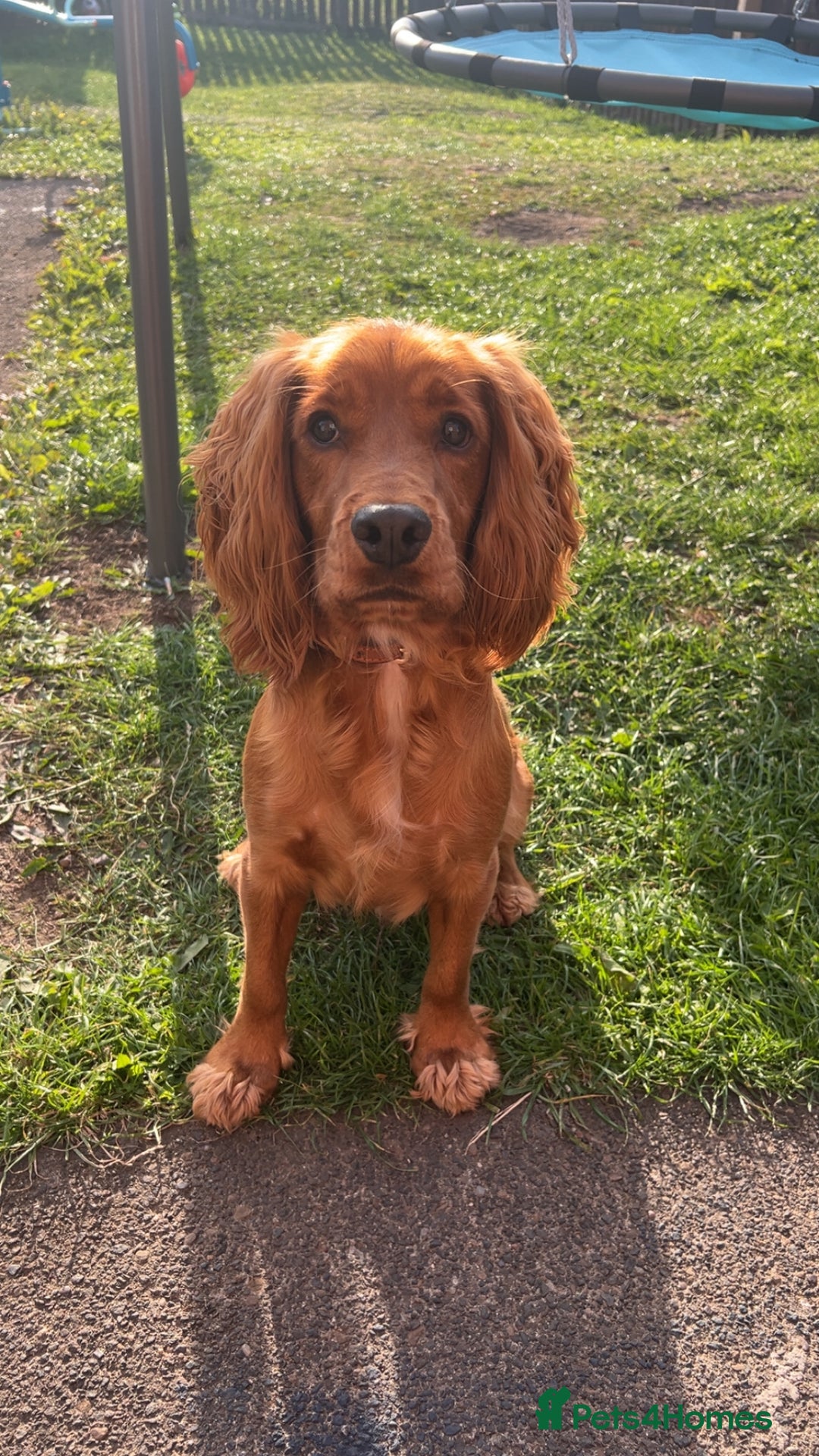 Cocker Spaniel dogs for sale: arlo the cocker spaniel  - Advert 3