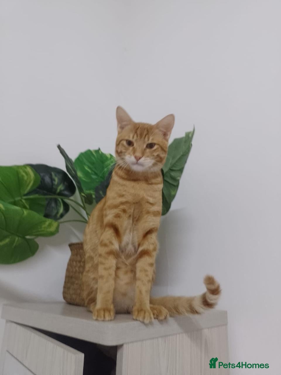 Mixed Breed cats MISH - INTELLIGENT VERY AFFECTIONATE BOY NEUTERED  - Advert 2