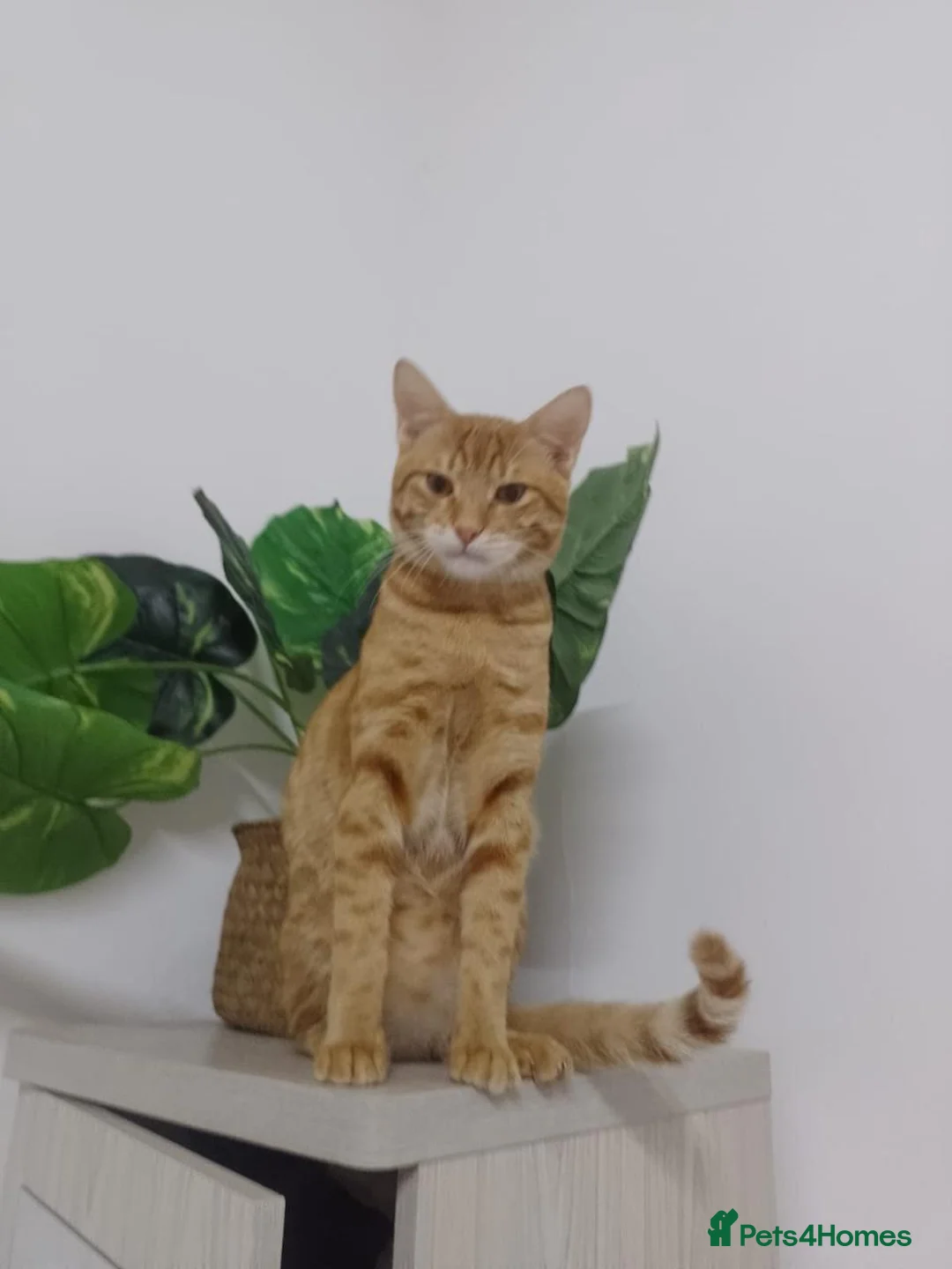 Mixed Breed cats for adoption: MISH - INTELLIGENT VERY AFFECTIONATE BOY NEUTERED  - Advert 1