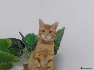 Mixed Breed cats MISH - INTELLIGENT VERY AFFECTIONATE BOY NEUTERED - Advert 2