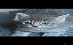 Mixed Breed cats for sale: Chinchilla Persian x kittens  - Image 2
