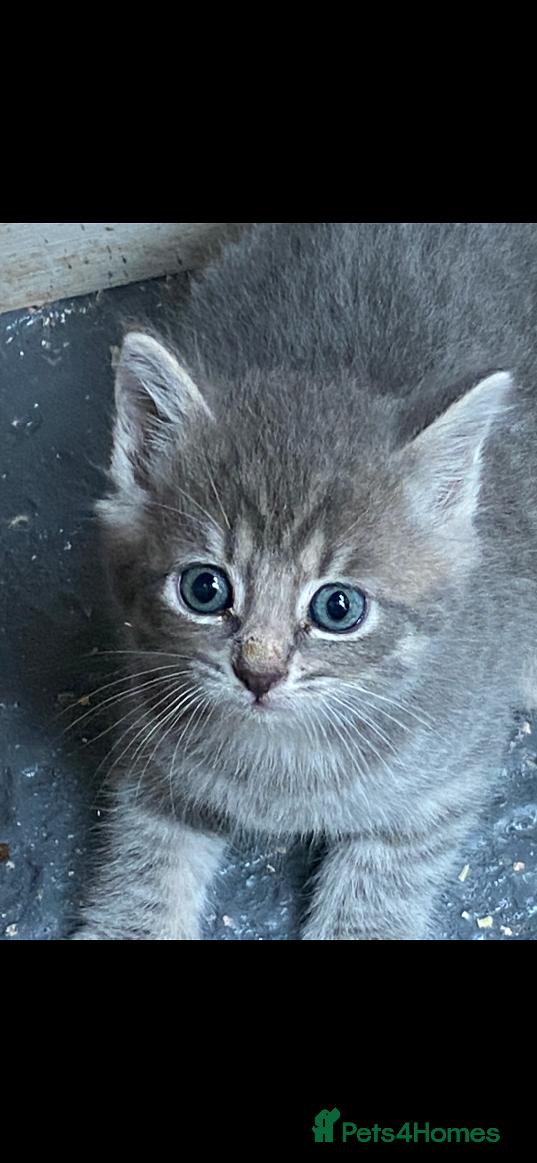 Mixed Breed cats for sale: Chinchilla Persian x kittens  - Image 2