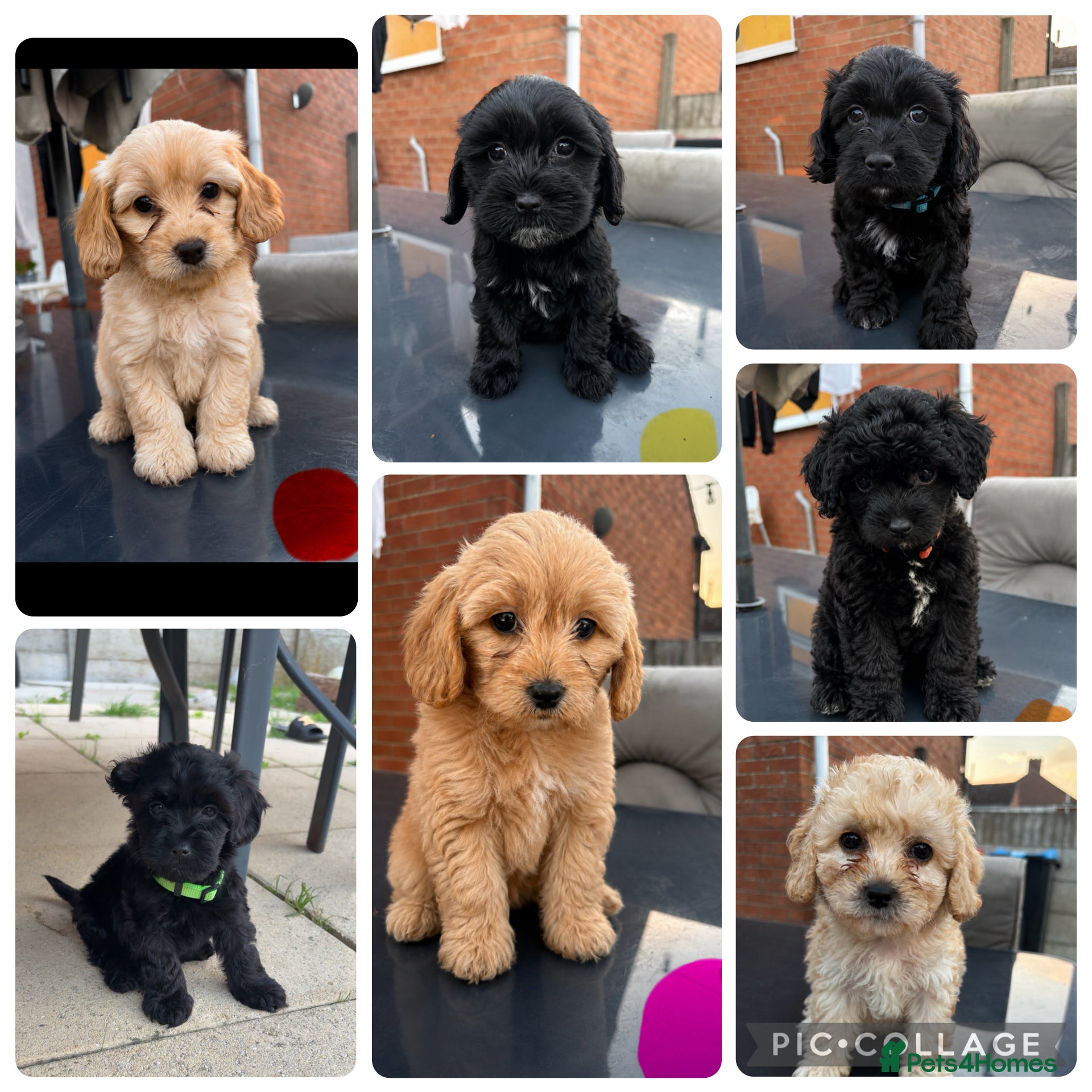 Cockapoo dogs Beautiful cockerpoo puppies  - Advert 15