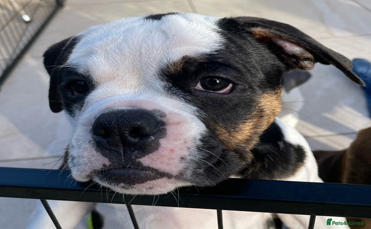 Olde English Bulldogge dogs - Advert 1