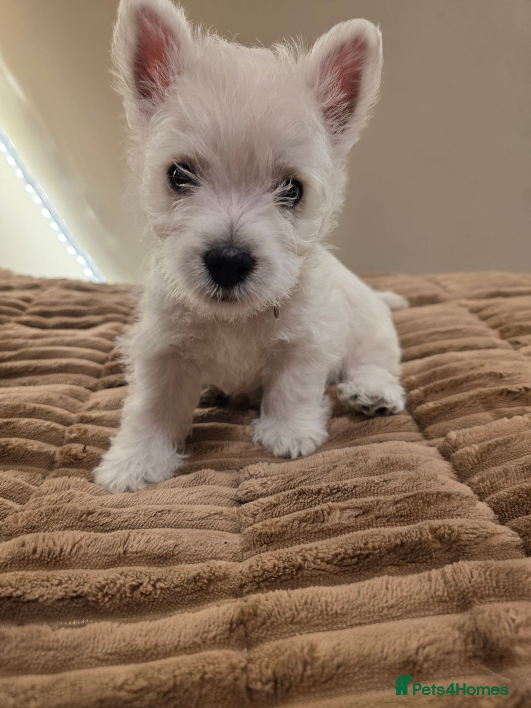 West Highland Terrier dogs for sale: Pure Westies Kc registered  - Advert 9