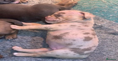 Olde English Bulldogge dogs - Advert 2