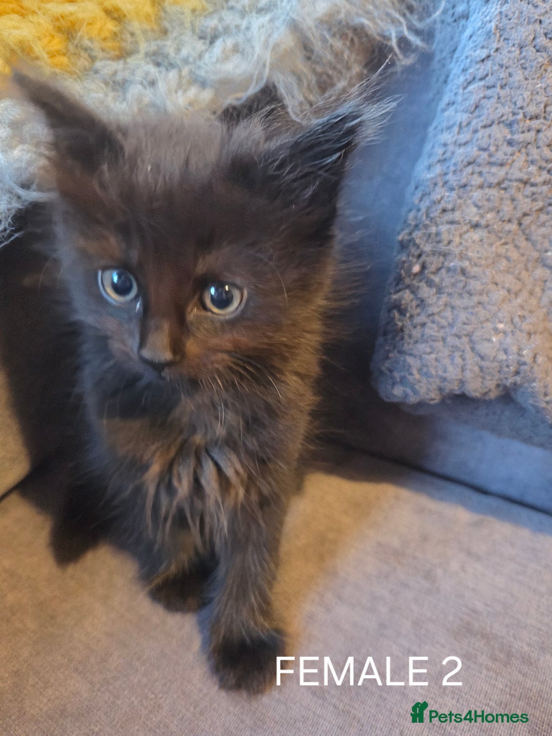 Mixed Breed cats for sale: Mixed breed kittens - Image 9