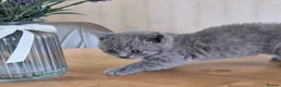 British Shorthair cats for sale: Purebred british shorthair kittens in Wigton - Advert 17
