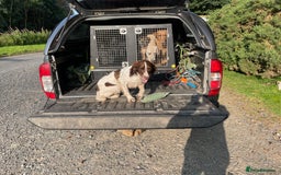 English Springer Spaniel dogs for sale: KC reg 10mth springer spaniel bitch  - Image 4
